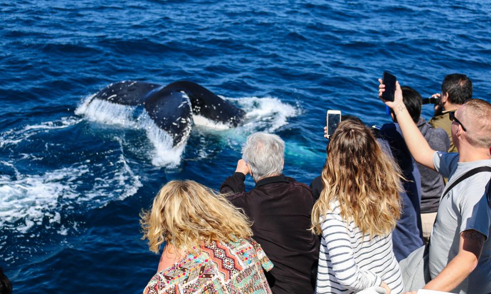 Whale Watching Cruise from Sea World