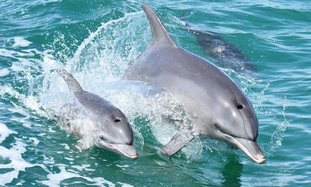 Mandurah Dolphin Watching and Scenic Marine Cruise