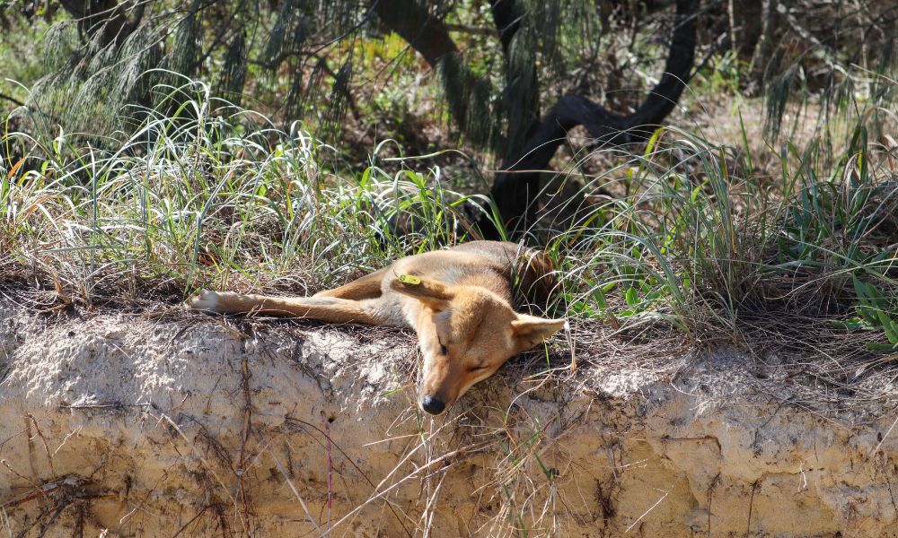 Fraser Island 1 Day Tour from Noosa