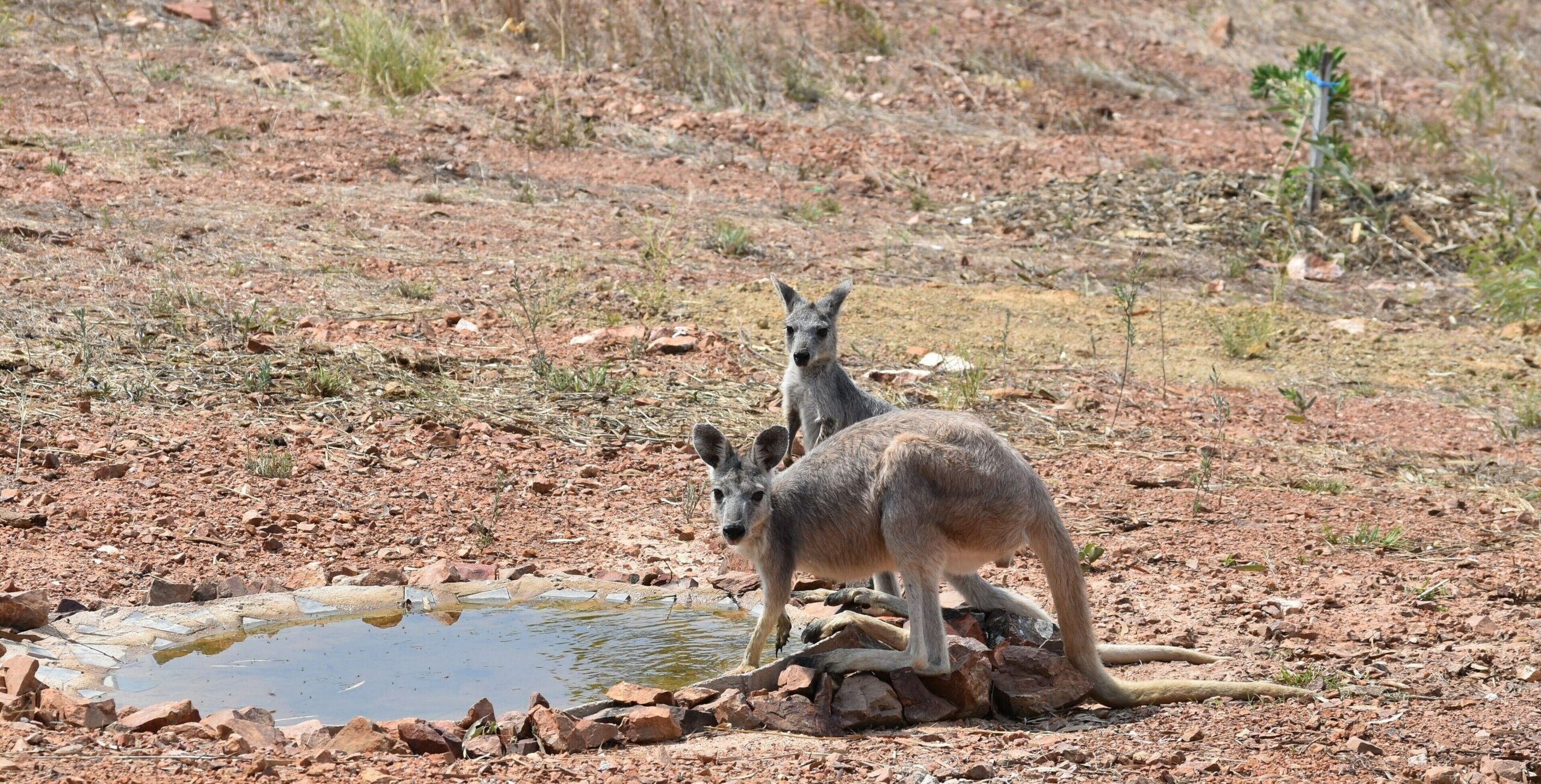 Ironbark House Dimbulah: Boutique Two Bedroom House looking over the Outback