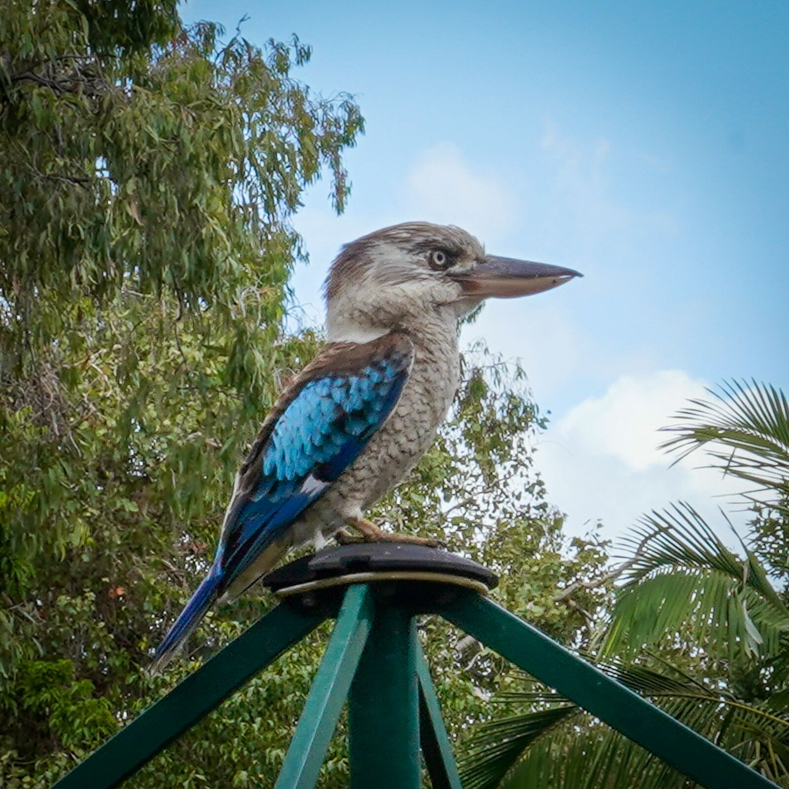 Stay in a Classic "queenslander"