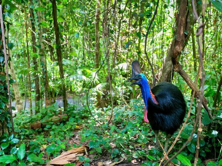 Cassowary House