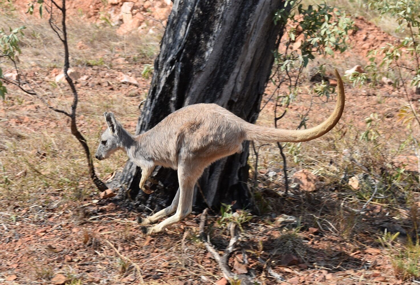 Ironbark House Dimbulah: Boutique Two Bedroom House looking over the Outback