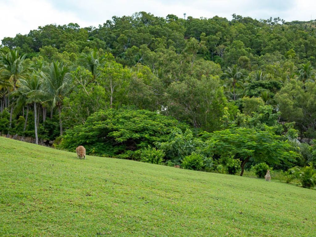 Poinciana 008 - Hamilton Island