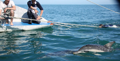 Adelaide Dolphin Watching Cruise