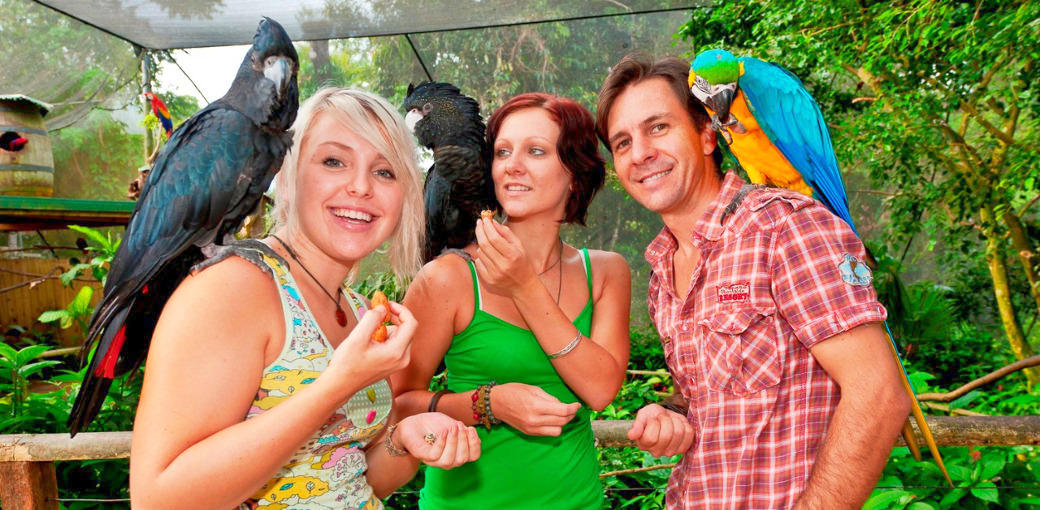 Kuranda Koala Gardens and Birdworld 2 Attraction Pass