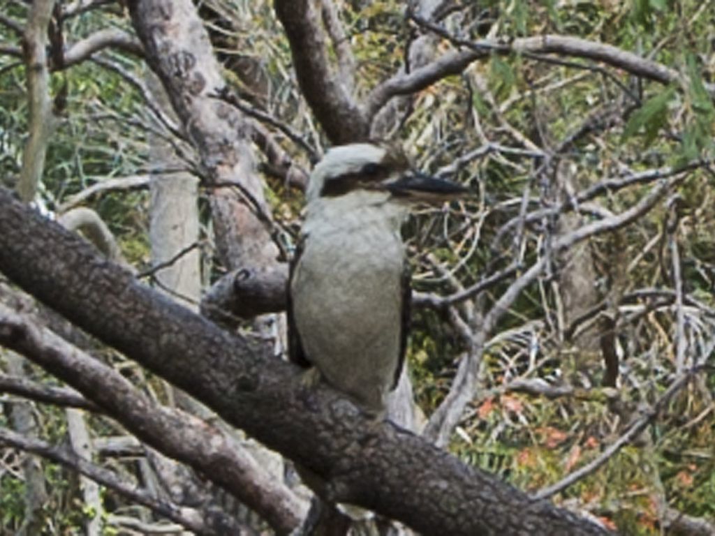 Marramaninjie - Arcadia, QLD