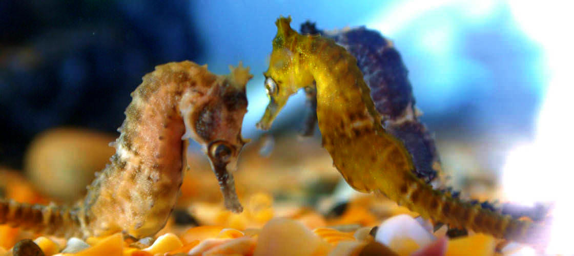 Seahorse World Guided Tour