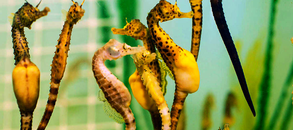 Seahorse World Guided Tour
