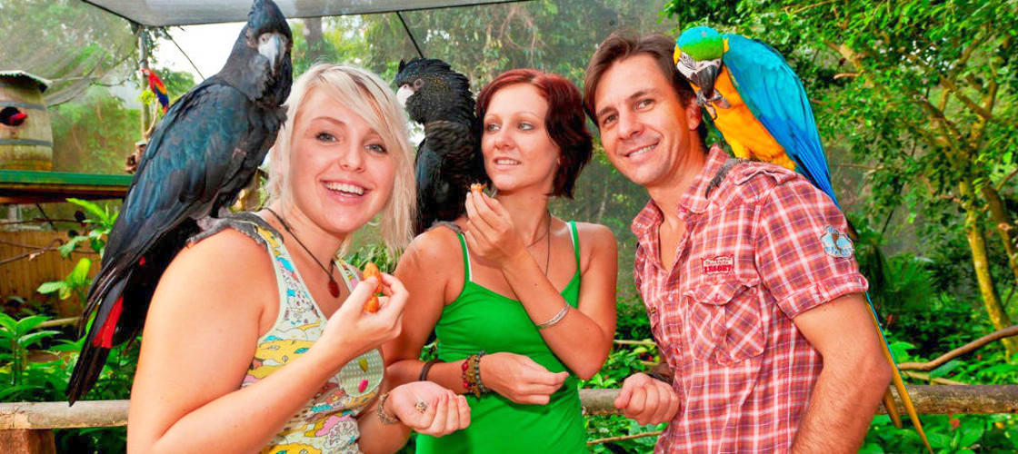 Kuranda Koala Gardens, Birdworld and Butterfly Sanctuary 3 Attraction Pass