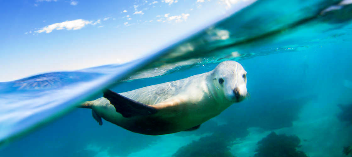 Swim with Sea Lions at Port Lincoln