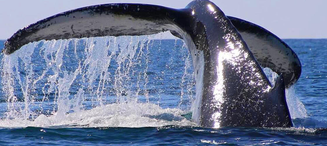 2.5 Hour Whale Watching Byron Bay Tour