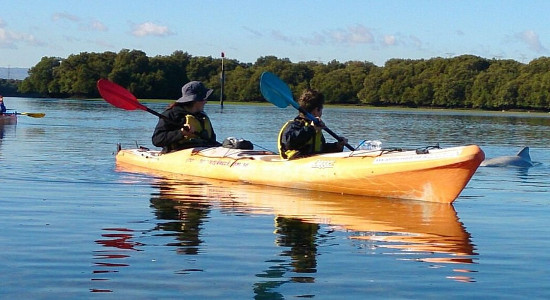 Adelaide Dolphin Kayaking Tour