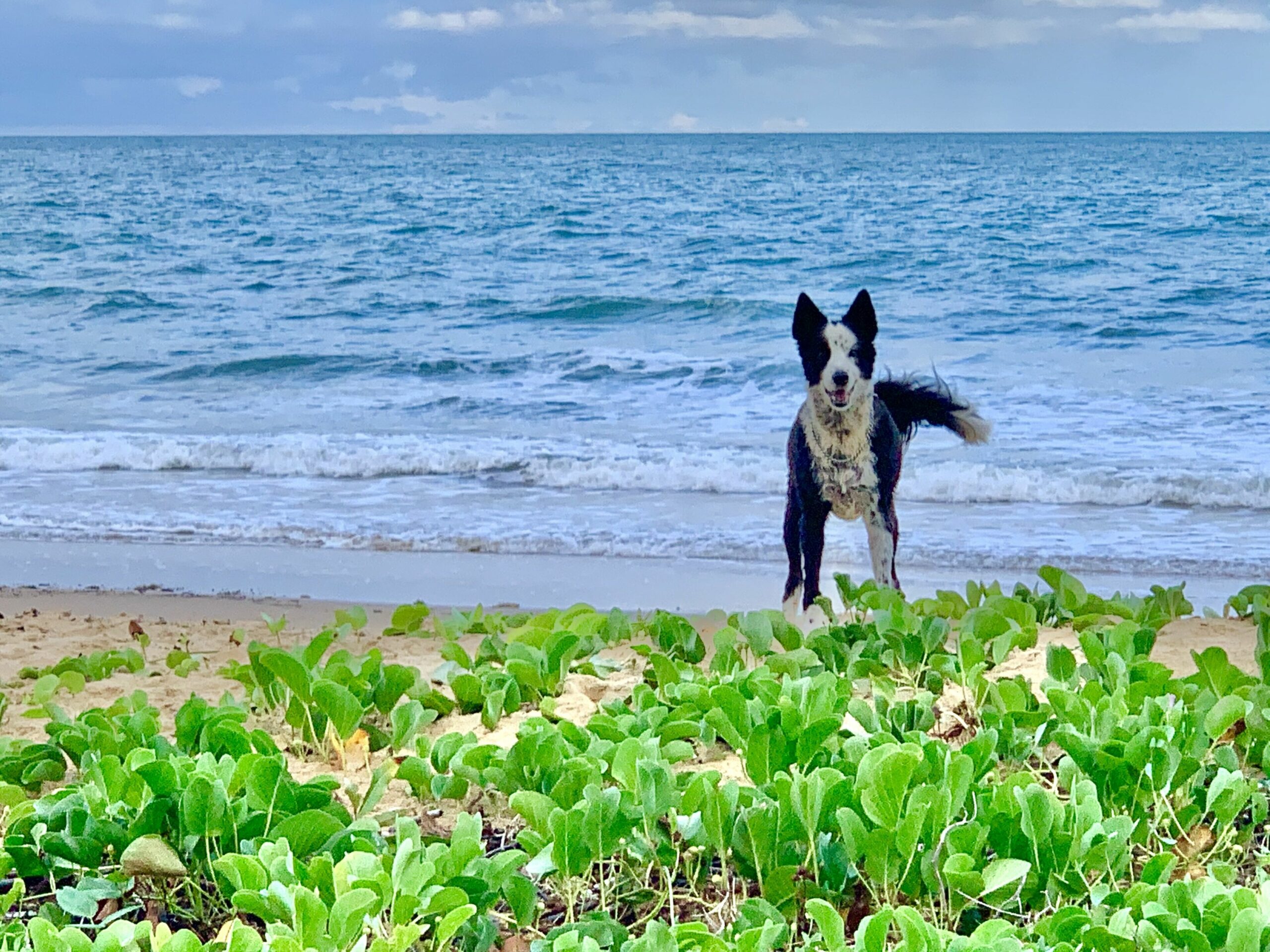 A Tropical Getaway for Families and Friends, Including Your Furry Ones!