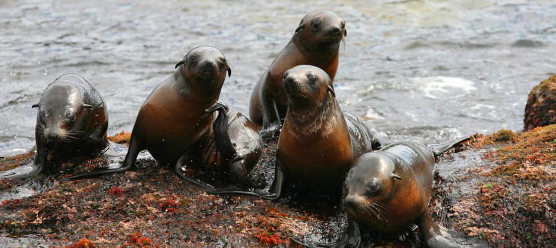 Phillip Island Seal Watching Cruise