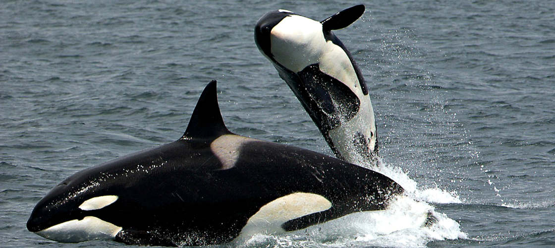 Bremer Canyon Full Day Orca Experience