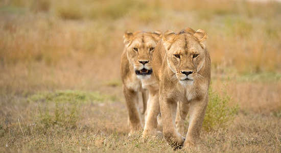 Monarto Safari Park Lion Encounter and Entry