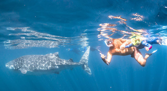Whale Shark Swim, Eco Tour & Catamaran Cruise