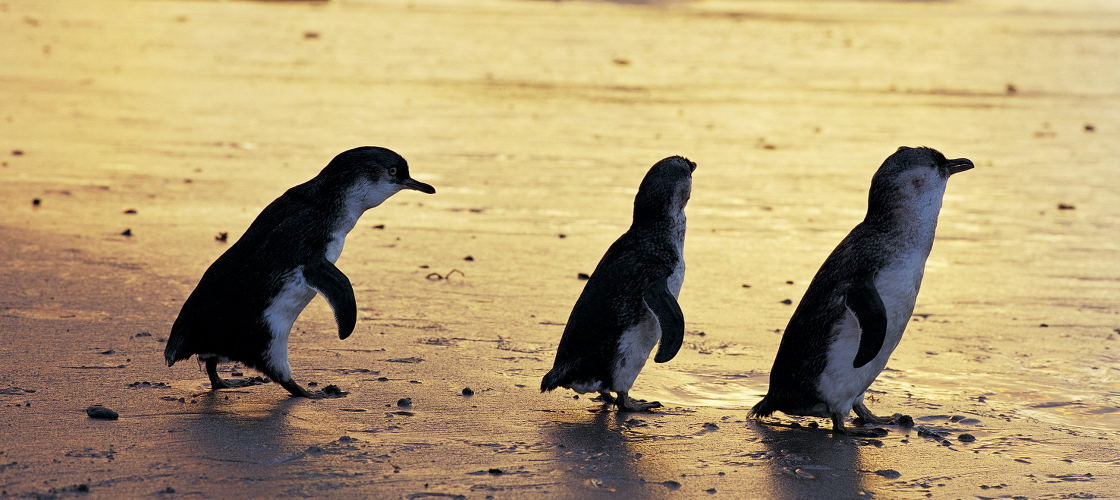 Phillip Island Nature Parks Penguin Parade Entry