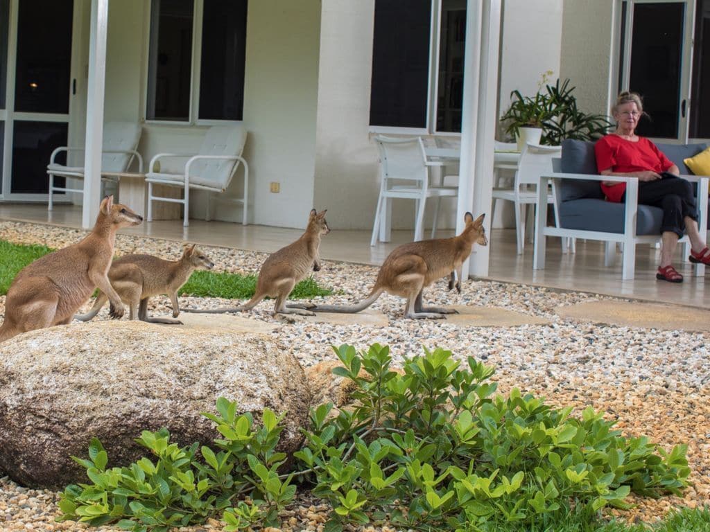 Luxury Home Surrounded by Kangaroos