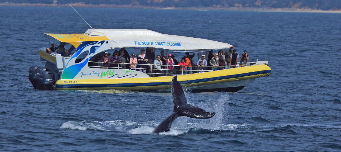 Whale Watching Jervis Bay