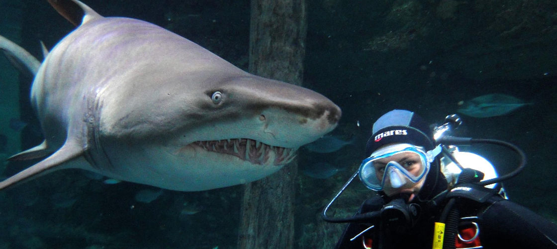 Sydney Aquarium Shark Dive Xtreme