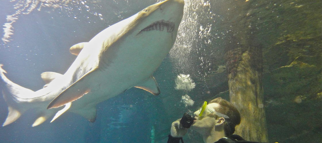 Sydney Aquarium Shark Dive Xtreme