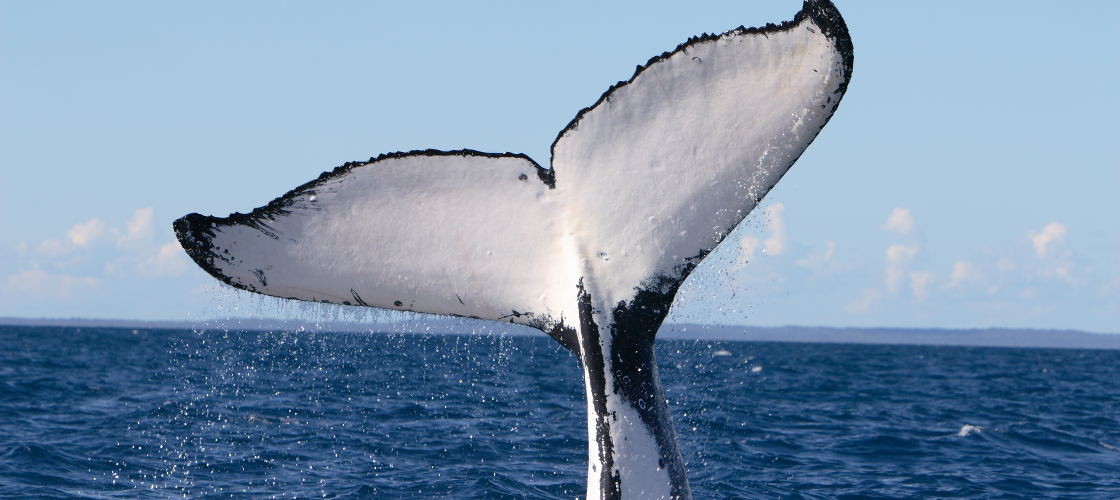 Phillip Island Winter Whale Watching Cruise
