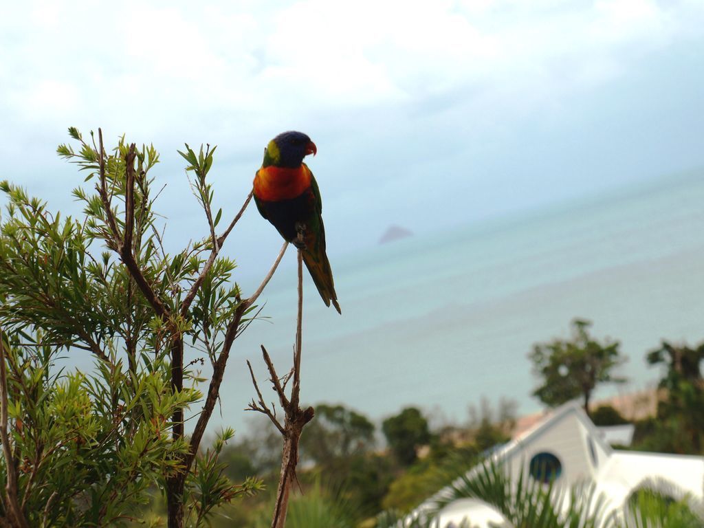 Lorikeet Lodge-private Tropical Hideaway-panoramic Views-pool and Mtrs to Beach