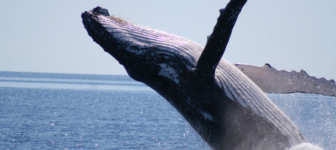 Half Day Whale Watch Cruise