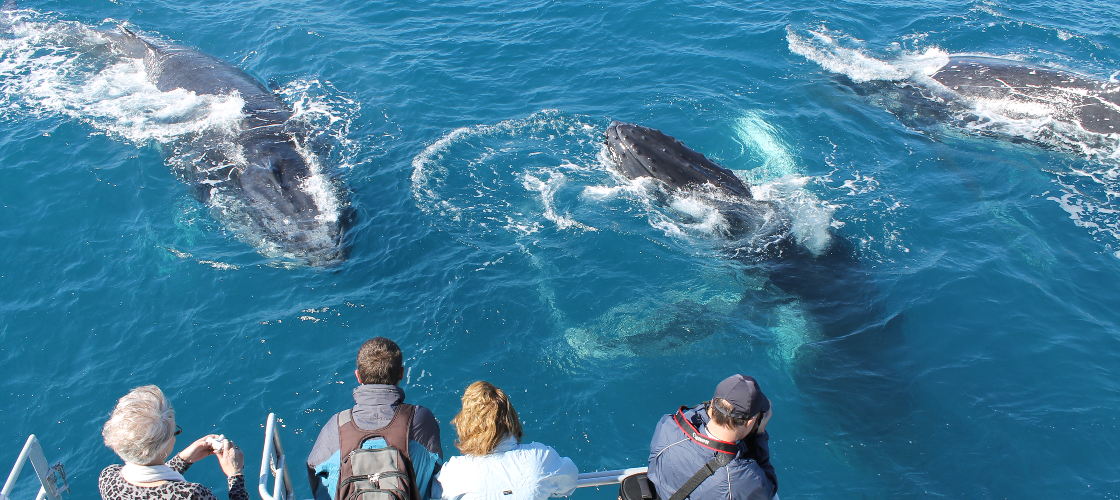 Half Day Whale Watch Cruise