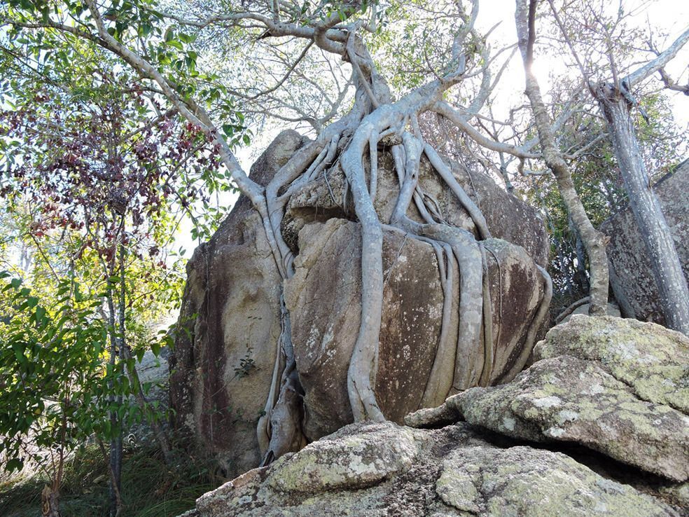 Driftwood - Picnic Bay, QLD