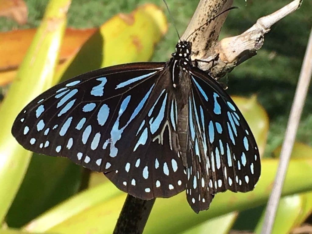 Butterfly Studio Whitsundays