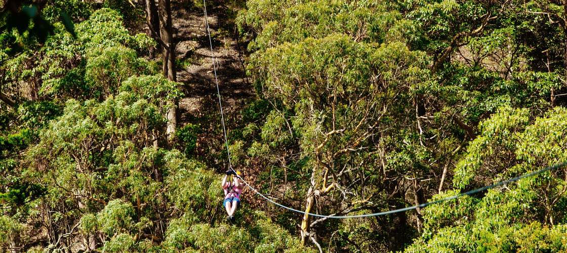 Gold Coast Hinterland Zip Line Tour with 4WD Experience
