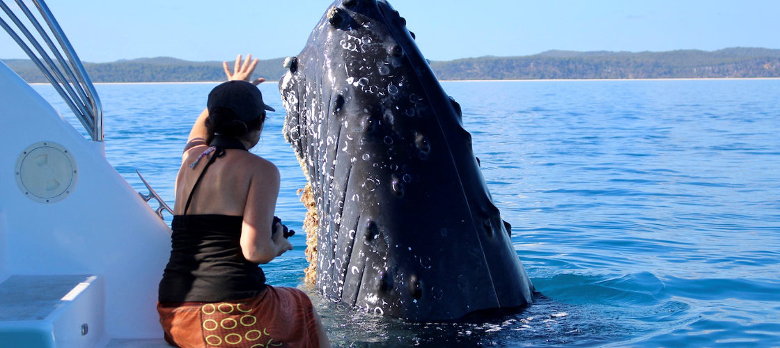 Full Day Whale Watching & Sailing Cruise with Lunch