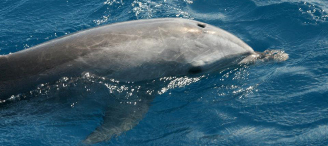 Noosa Dolphin Spotting Cruise