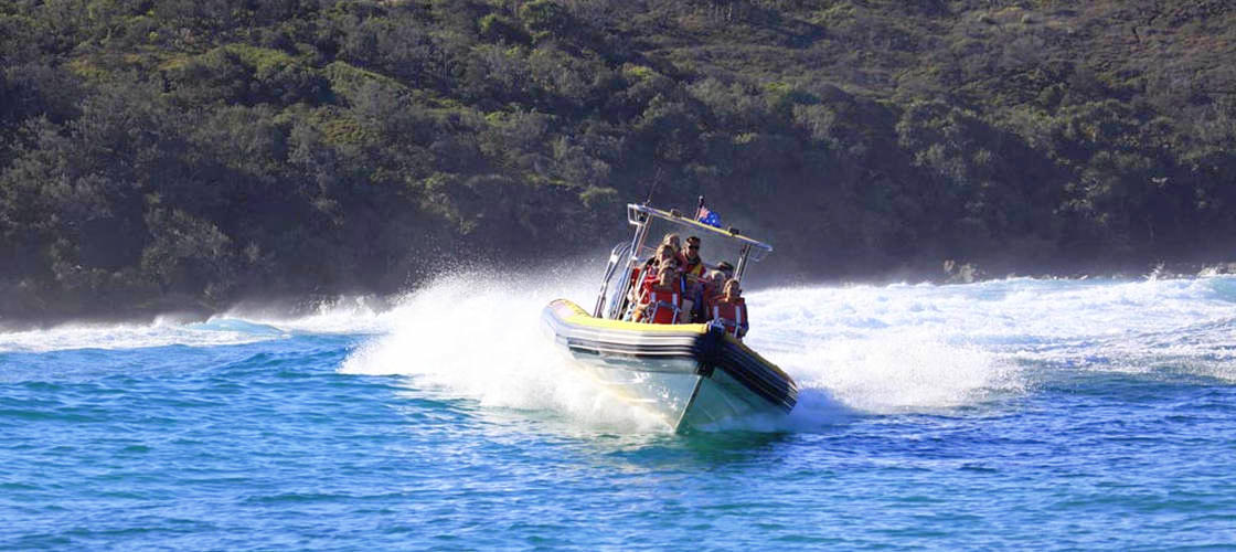 Whale Watching Adventure Cruise from Noosa
