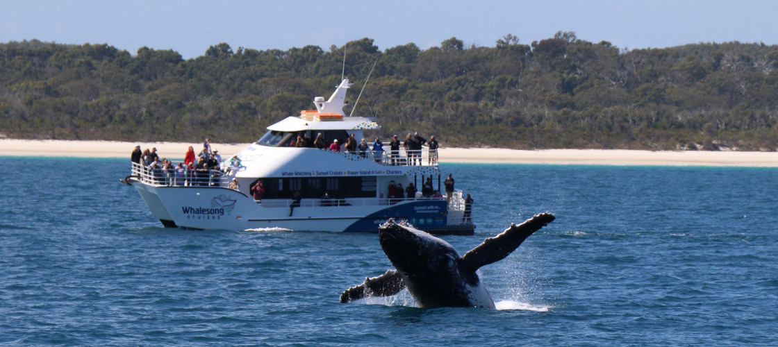 Extended Morning or Afternoon + Sunset Whale Watch Cruise