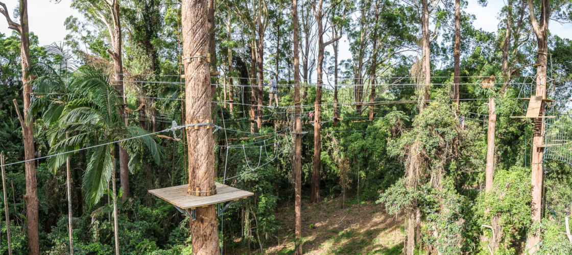 Sunshine Coast Treetop Challenge