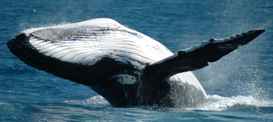 Whale Watch Cruises from Cairns