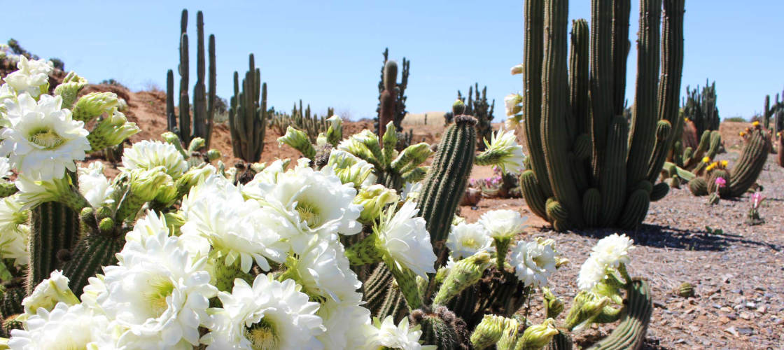 Cactus Country Garden Entry