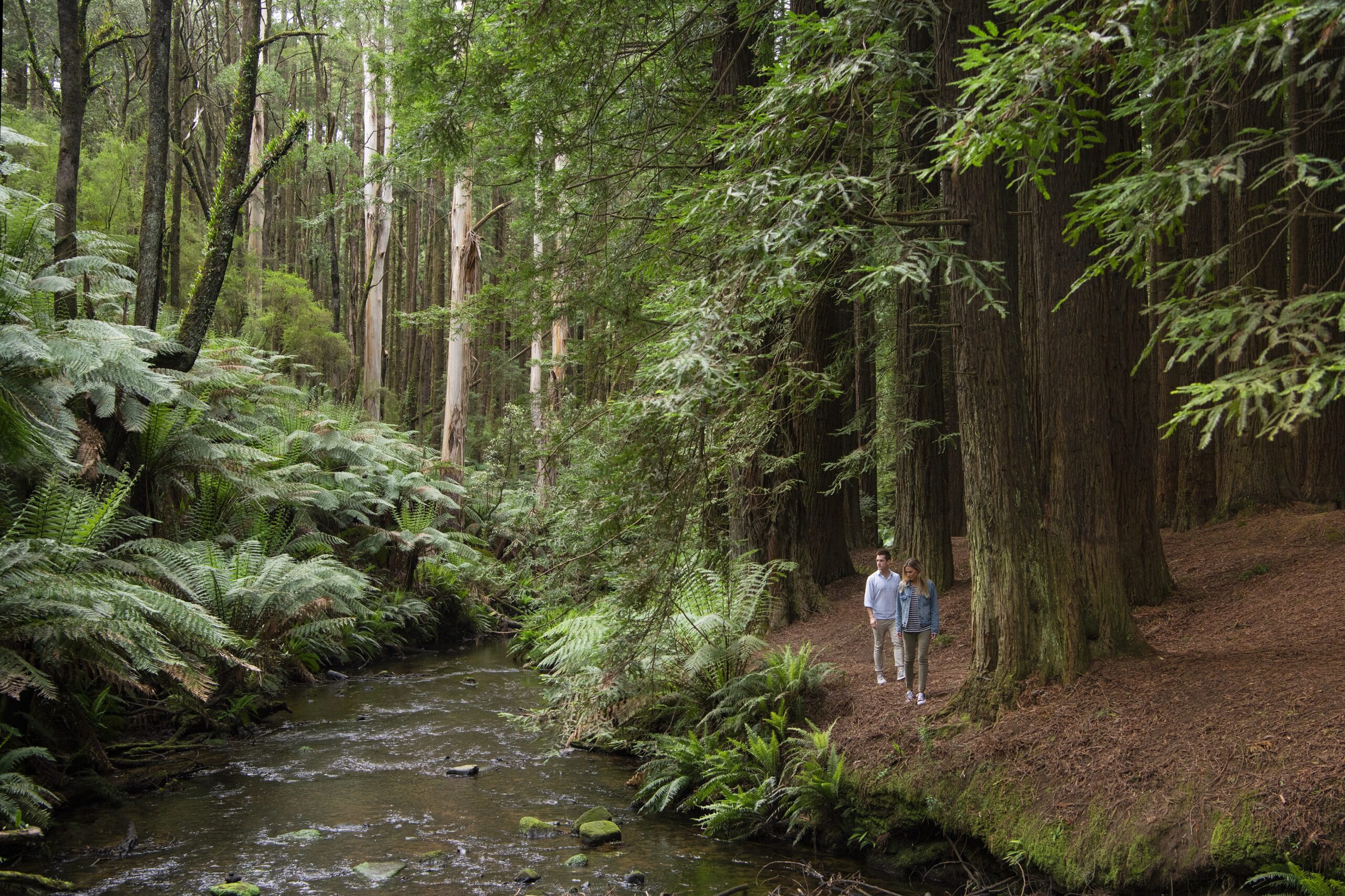 Autopia Tours: Great Ocean Road 2 Day (Basic Dorm Share)