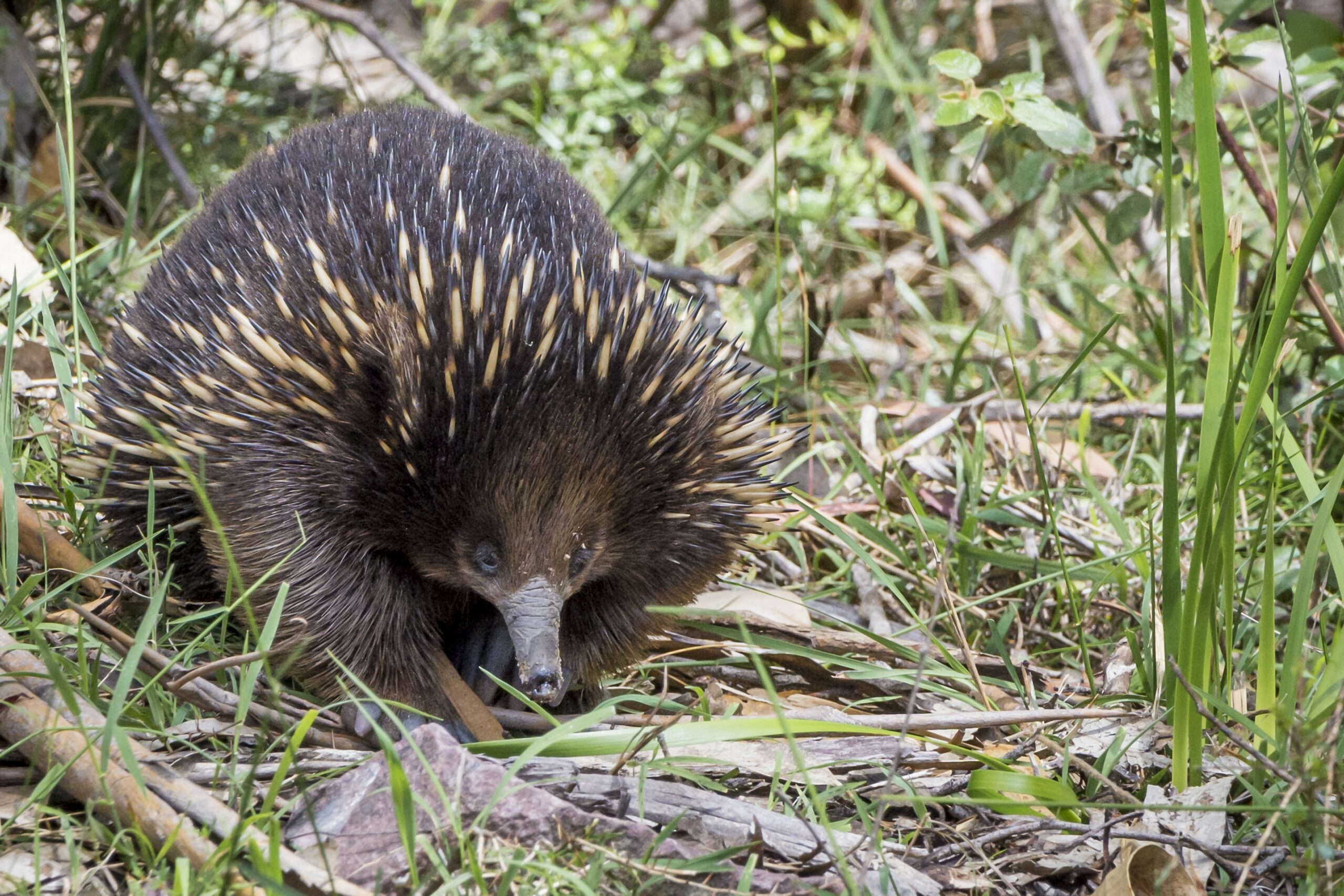 Autopia Tours: Great Ocean Road 2 Day (Basic Dorm Share)