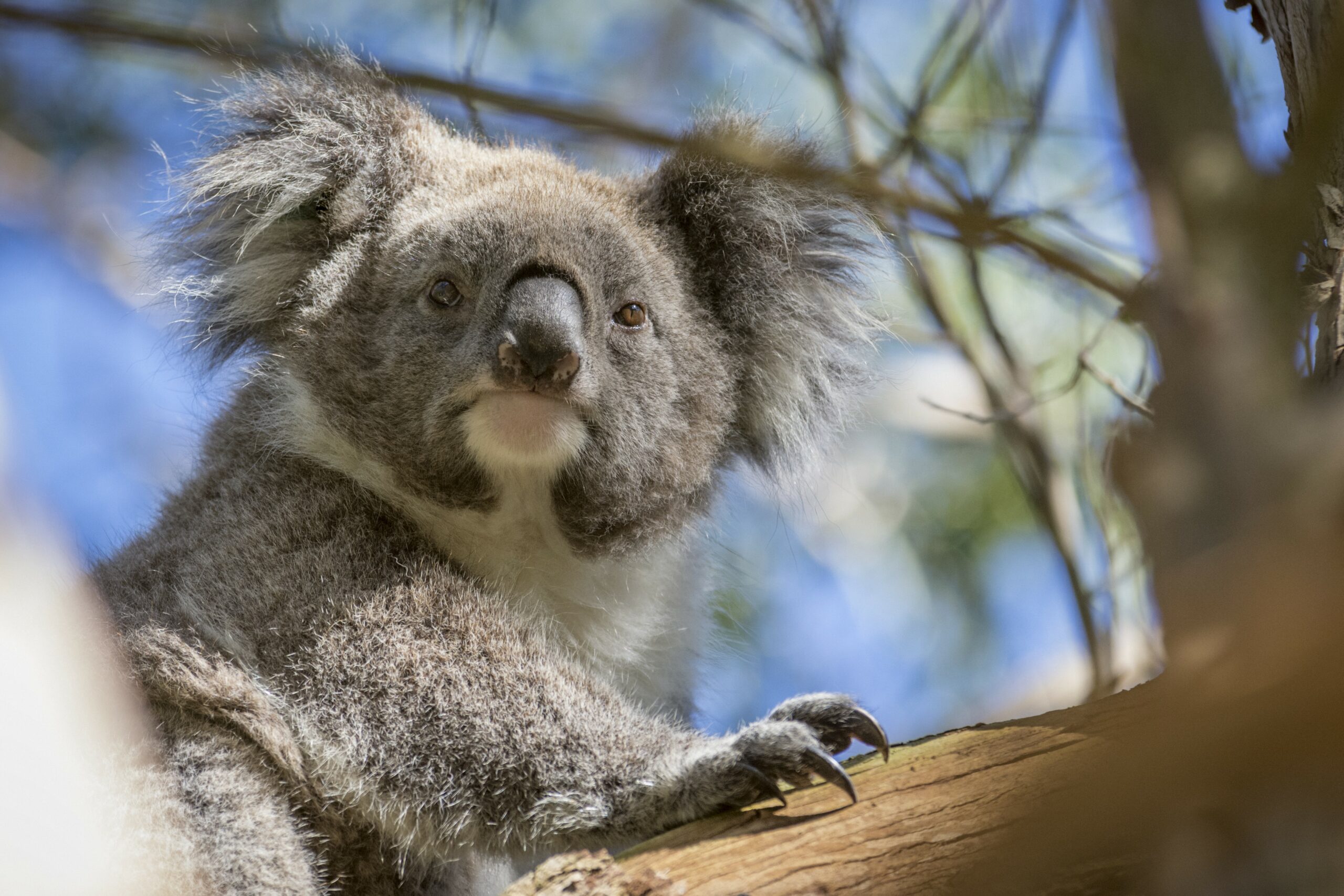 Autopia Tours: Great Ocean Road 2 Day (Basic Dorm Share)