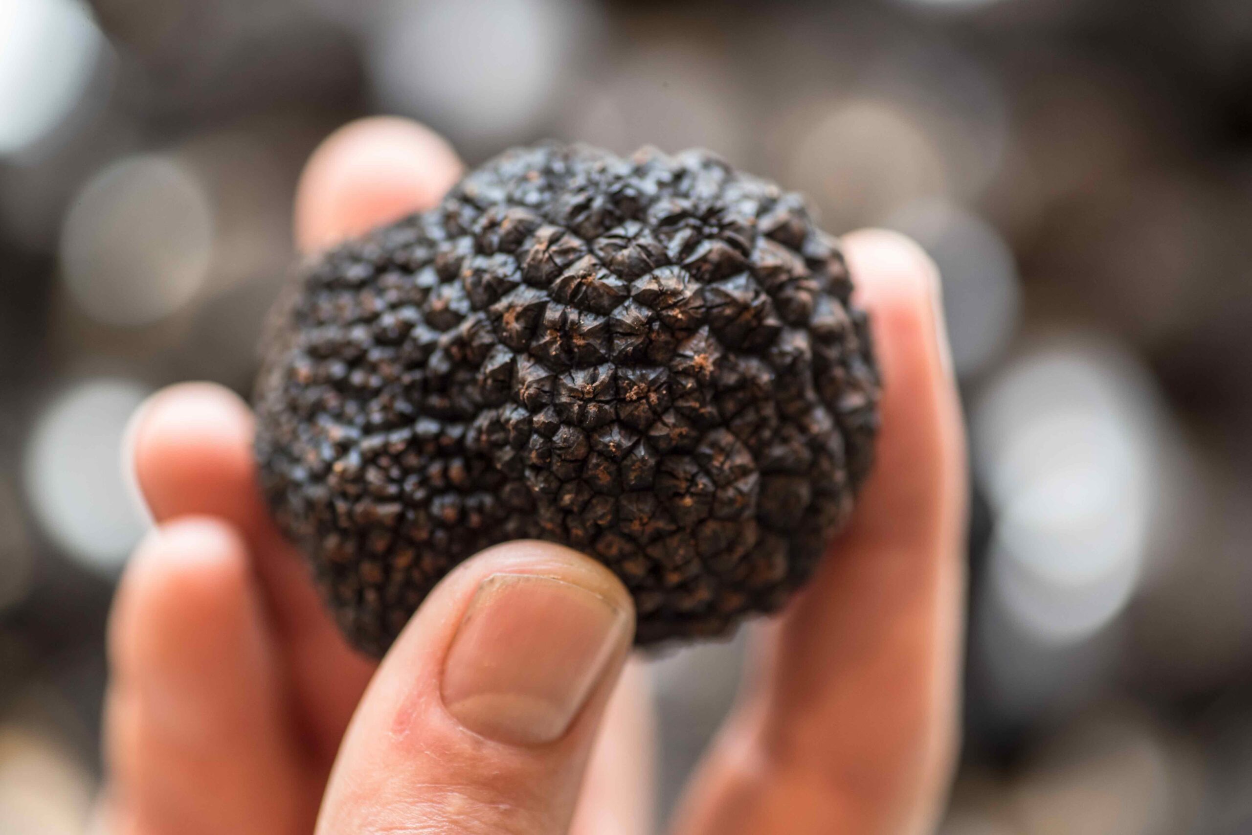 Truffle tour and tasting with TasTruffles