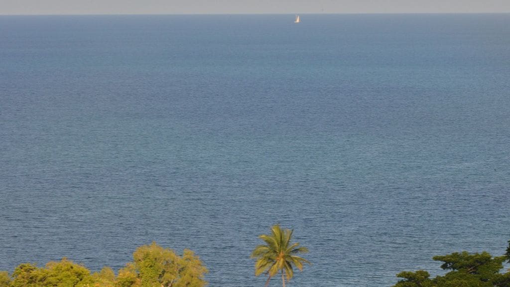 Zamia Daintree Holiday House