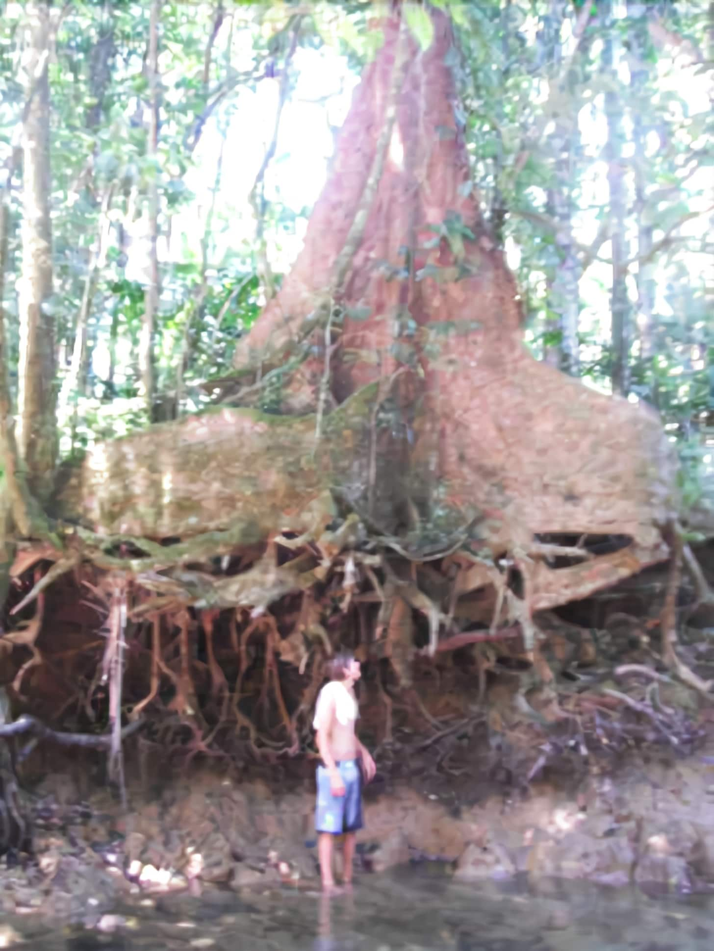 Saraswati's Oasis Daintree Holiday Accommodation