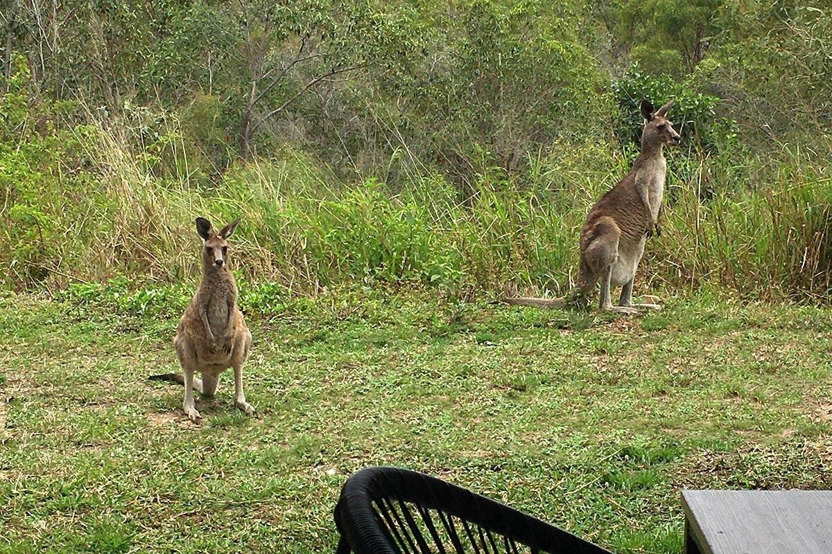 Beautifully Located Apartment, Seconds to the Bush, Minutes From the Beach