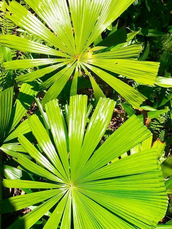 Daintree Magic Holiday House