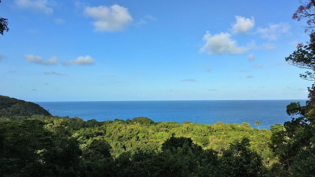 Zamia Daintree Holiday House